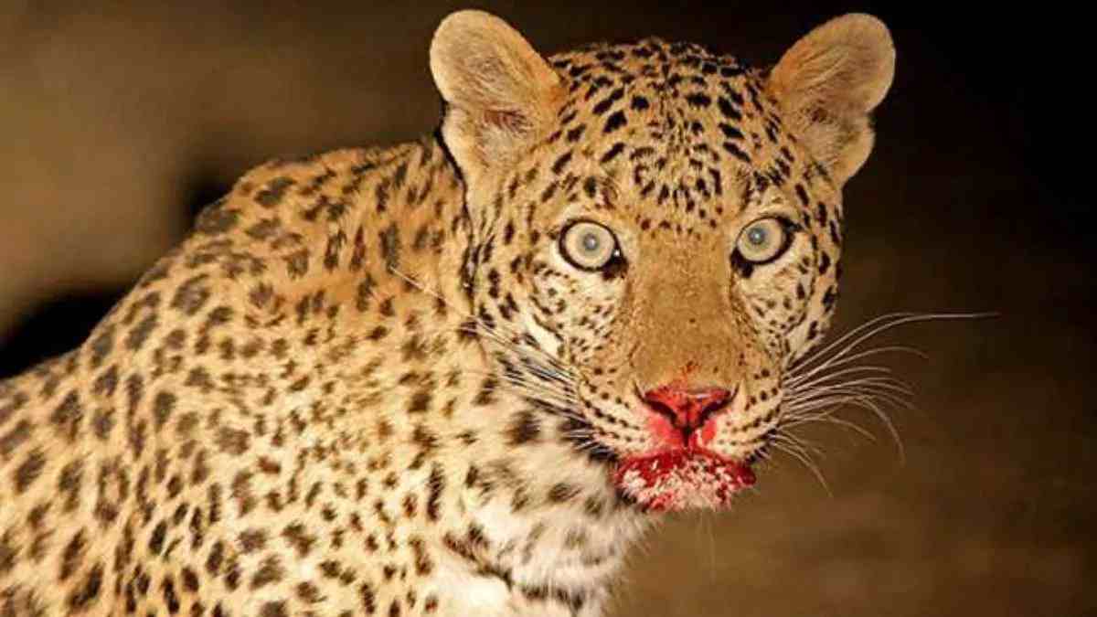 आदमखोर के अंत का काउंटडाउन! 3 साल के बच्चे को शिकार बनाने वाले तेंदुए को मारने का आदेश, जानिए कैसे होगा खात्मा…