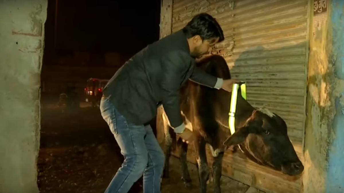 सड़क हादसों पर लगेगा ब्रेक! योगी सरकार का बड़ा फैसला, गोवंश के गले में रेडियम पट्टी लगाने के आदेश जारी