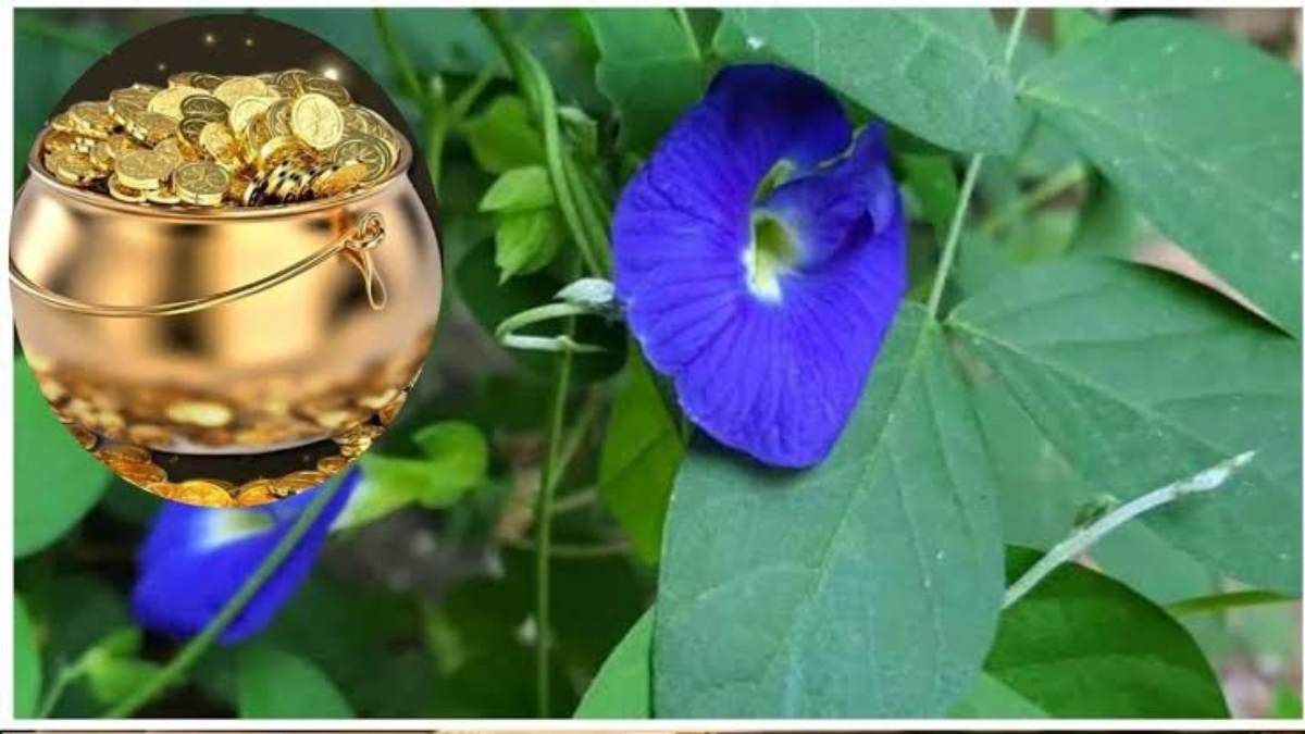 Sharad Purnima 2024: आज के दिन माँ लक्ष्मी को अर्पित करें अपराजिता के फूल,नहीं होगी धन की कमी…