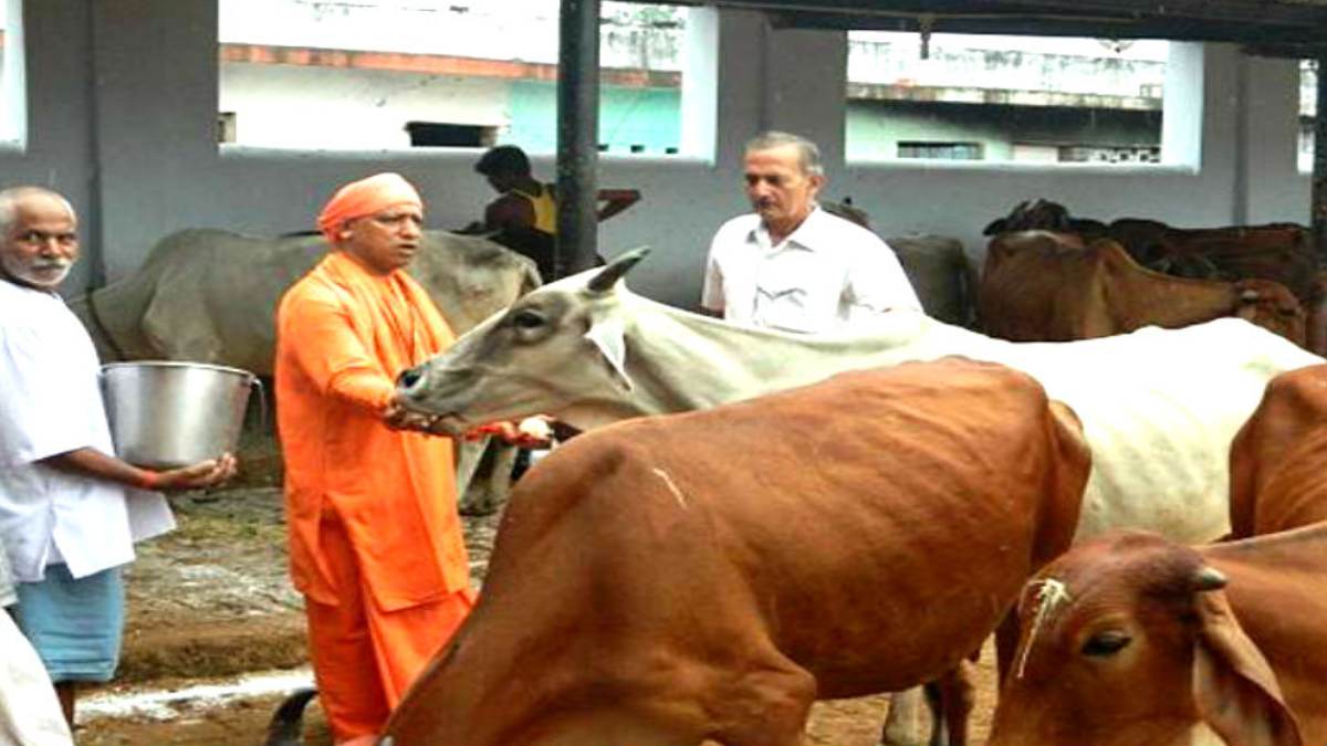 गायों के लिए शत्रु संपत्तियों पर गो आश्रय स्थल बनवाएगी योगी सरकार, केंद्रीय गृह मंत्रालय से मांगी डिटेल, जानिए पूरी डिटेल