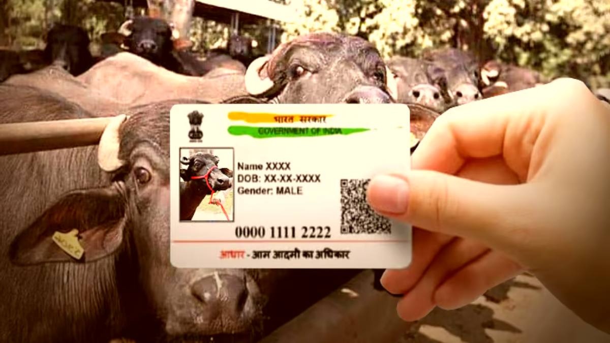 ‘भैंस का आधार कार्ड लाइए’… FIR नहीं लिखी गई तो किसान ने SP से लगाई गुहार, मामला जानकर पकड़ लेंगे माथा…