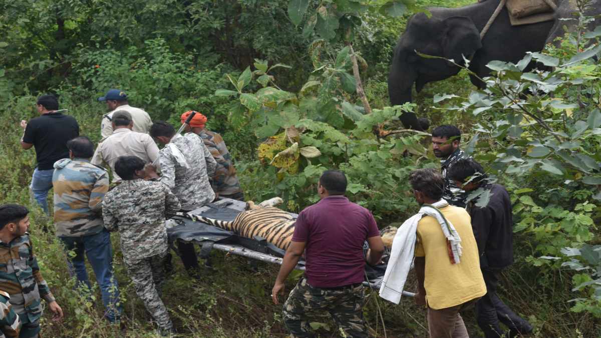 Panna Tiger Reserve: बाघिन का बदला गया रेडियो कॉलर, सामने आई ये वजह