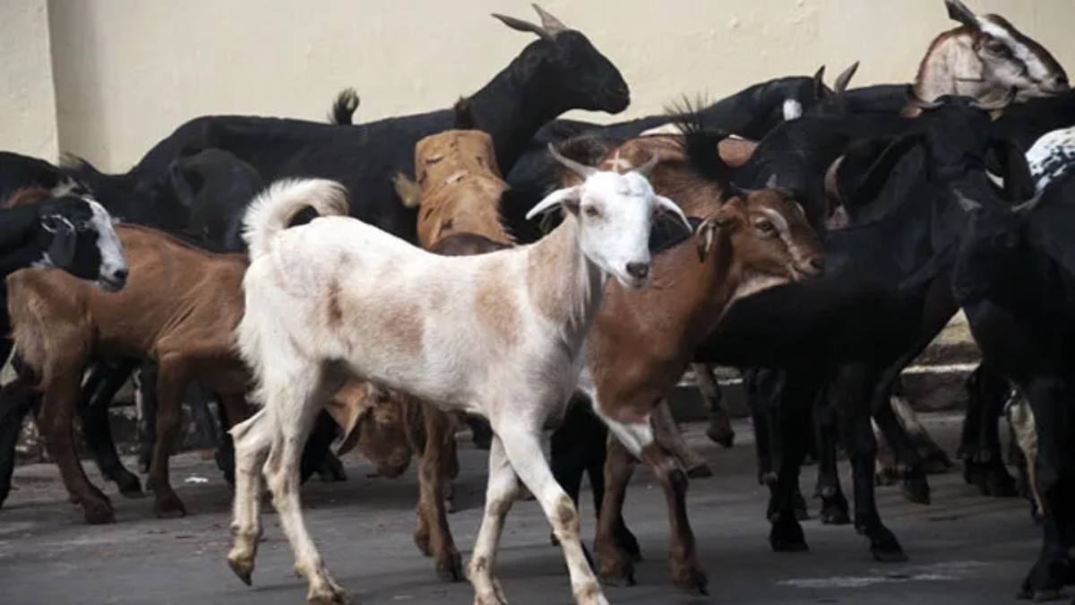 ये तो बड़ा VIP चोर है… दोस्तों के साथ कार से निकलता था शातिर, फिर मिनटों में बकरियों को कर देता था पार, जानिए चोरी का हैरतअंगेज मामला…