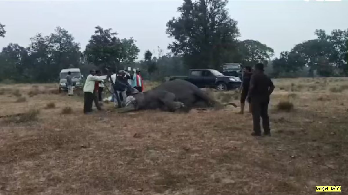 बांधवगढ़ टाइगर रिजर्व में एक और हाथी की मौत: अब तक 9 हाथियों ने तोड़ा दम, खाक छान रही वन विभाग की टीम?
