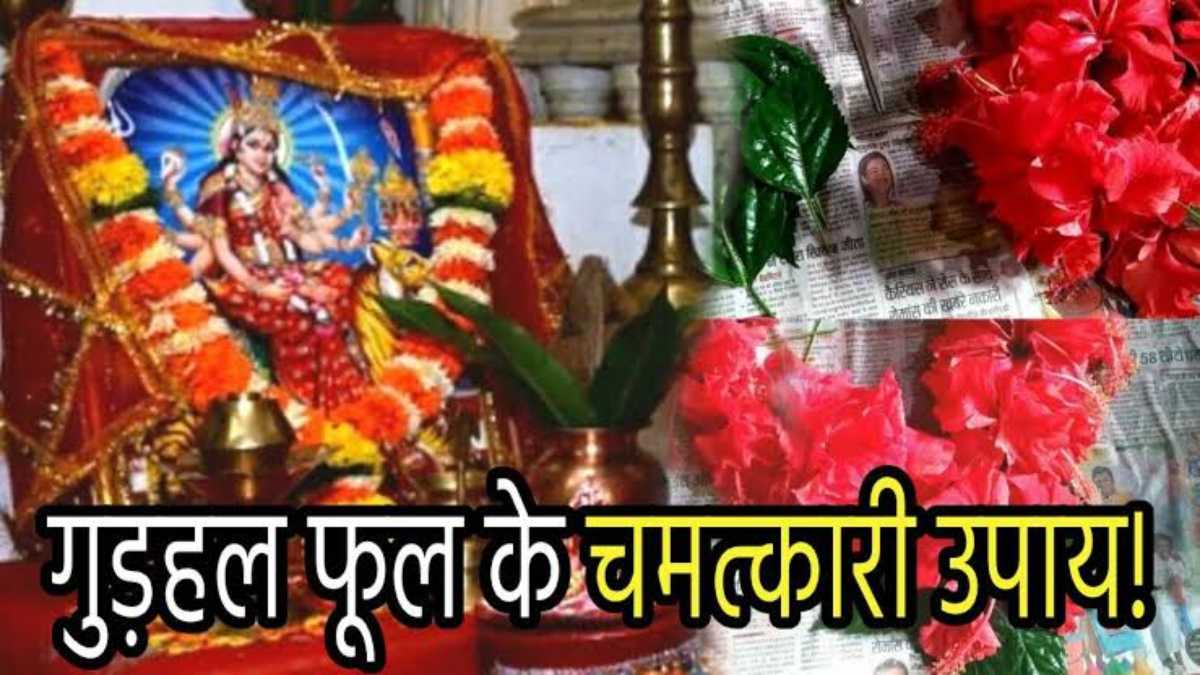 Shardiya Navratri 2024: नवरात्रि में करें गुड़हल फूल के ये उपाय, दूर होगी सभी समस्याएं…