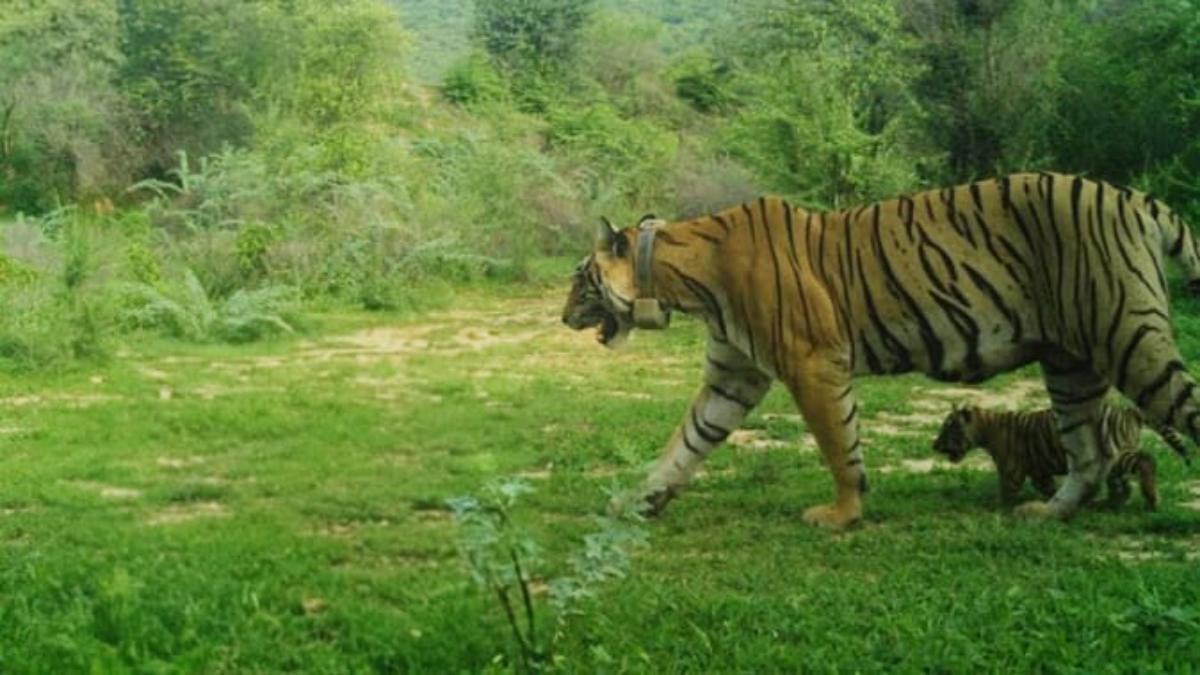 Rajasthan News: रामगढ़ विषधारी टाइगर रिजर्व में मिला लापता बाघिन ‘T-102’ का कंकाल, 15 दिनों से टूटा था संपर्क