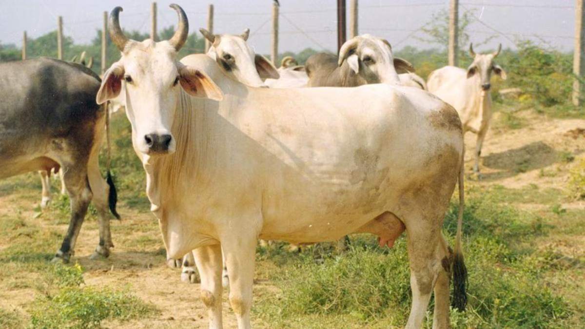 इंसानियत शर्मसार: अधेड़ ने मवेशी के साथ किया अनैतिक कृत्य, आरोपी गिरफ्तार