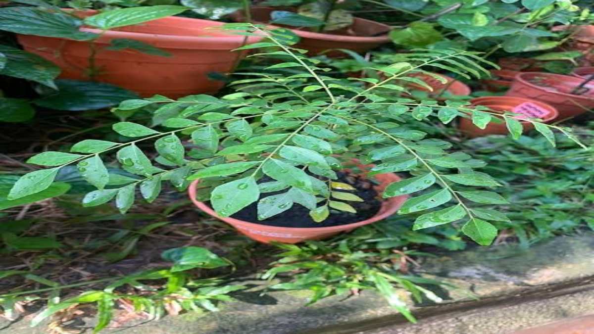 Vastu Tips: क्या घर में लगा सकते हैं करी पत्ता का पौधा? जवाब जानिए यहां…