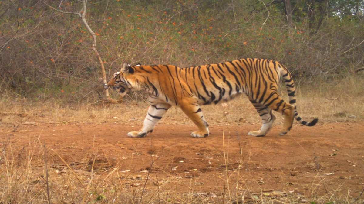छत्तीसगढ़ पहुंची पेंच नेशनल पार्क की बाघिन: 2 साल में 400 KM का तय किया सफर, 2022 में कैमरे में हुई थी कैद