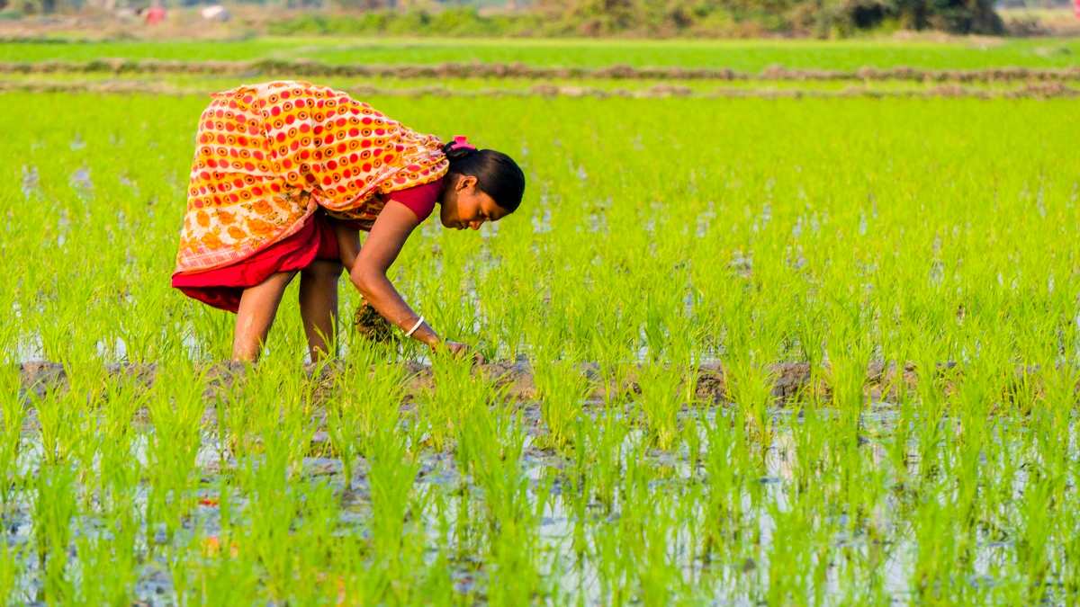 ओडिशा के किसानों को मिलेगा प्रधानमंत्री किसान सम्मान निधि योजना का लाभ