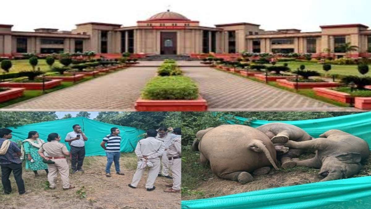 तीन हाथियों की मौत मामले में हाईकोर्ट ने लिया स्वतः संज्ञान, वन विभाग ने डिप्टी रेंजर और बीटगार्ड को किया सस्पेंड, बिजली विभाग को नोटिस जारी