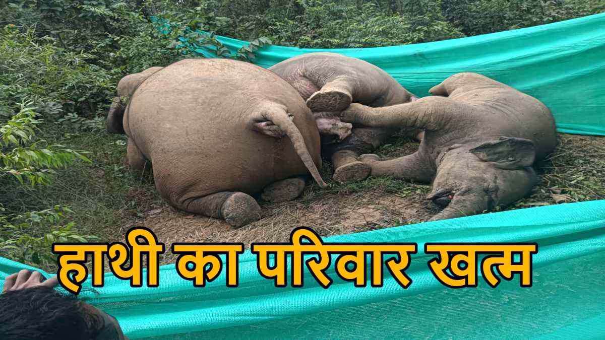 ये किसकी लापरवाही ? करेंट से हाथी का पूरा परिवार मर गया… छत्तीसगढ़ में पहला मामला !