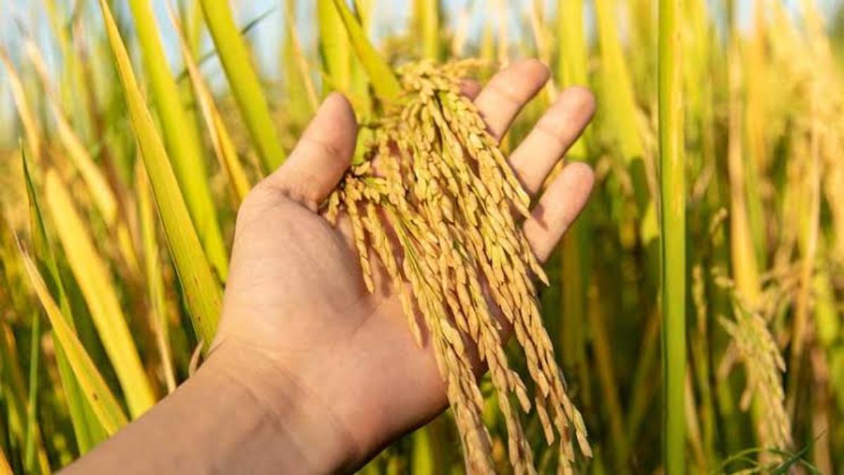 Agriculture Department Advice: छत्तीसगढ़ के किसान धान की फसल को कीट से बचने के लिए ये उपाय करें…