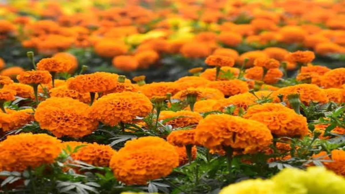 Gende ke Phool: पूजा में सबसे ज्यादा क्यों इस्तेमाल होते हैं गेंदे का फूल, आइए जाने इसका जवाब…