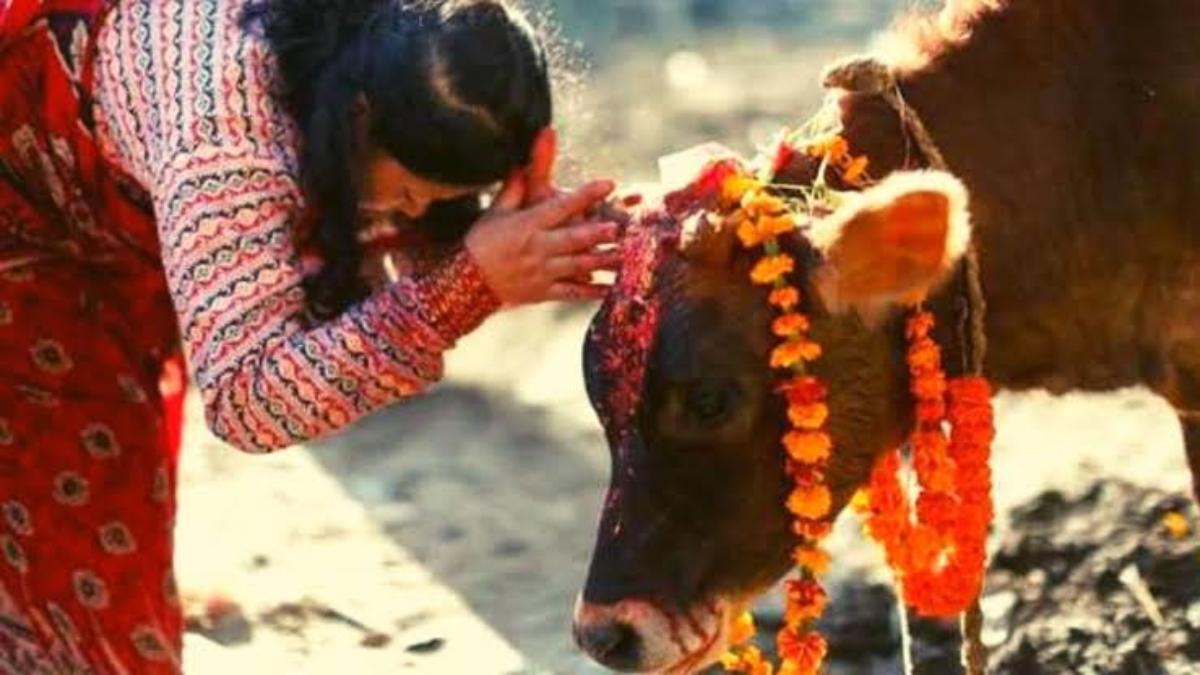 Shardiya Navratri 2024: अष्टमी या नवमी तिथि को गौ माता से जुड़ा यह उपाय करने से होती है सभी मनोकामना पूरी…