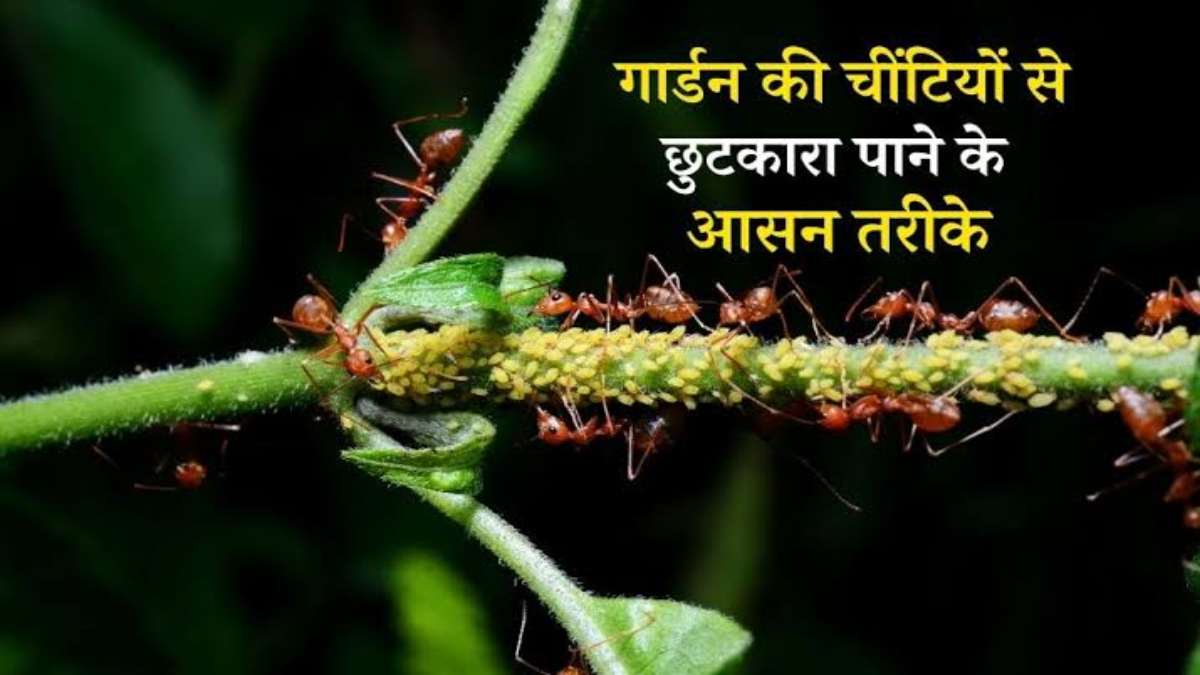 Gardening Tips: बगीचे में बढ़ गया है चीटियों का आतंक, तो इन घरेलू उपायों से भगाएं…