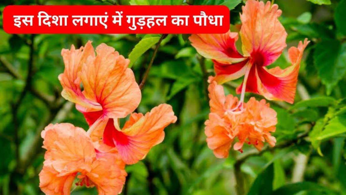 Vastu Tips: घर की इस दिशा में लगाएं गुड़हल का पौधा,मिलेंगे शुभ परिणाम…