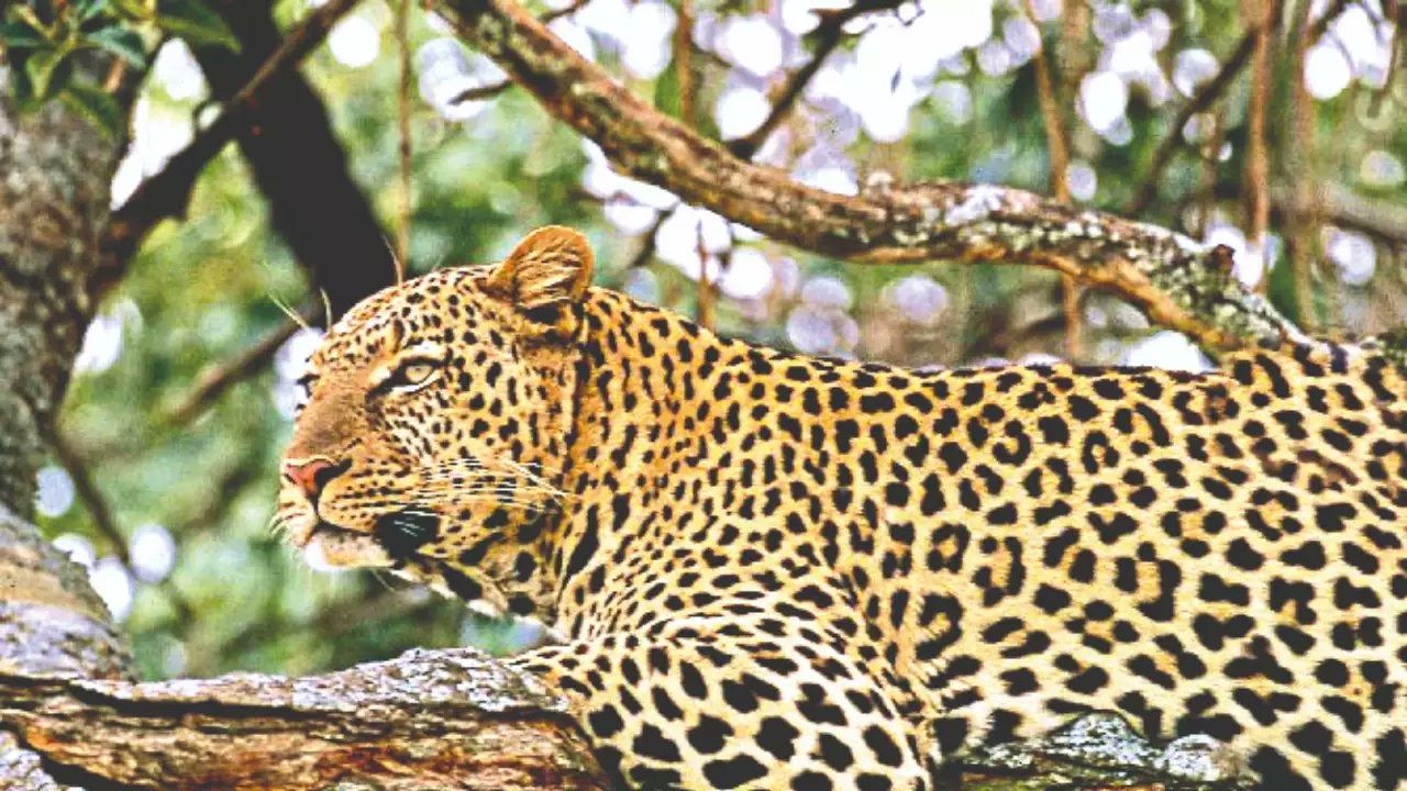 Rajasthan News: उदयपुर में लेपर्ड ने किया युवती पर हमला, मां ने बचाई जान