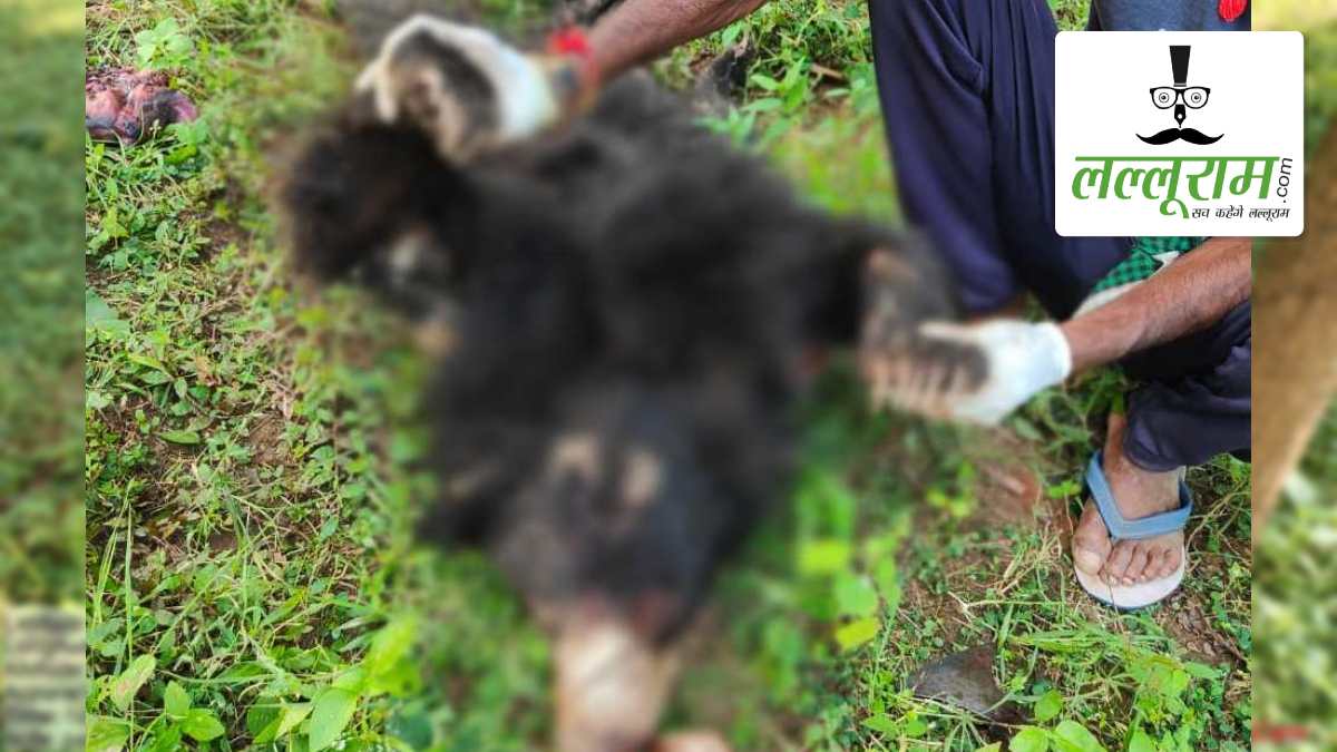 CG में फिर एक भालू की मौत: जंगल के बीच इस हाल में मिला शव, पोस्टमार्टम रिपोर्ट से मौत की सही वजहों का होगा खुलासा