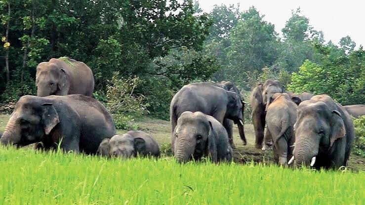 क्योंझर : हाथी दल के एक सदस्य को टस्कर ने कुचलकर मार डाला