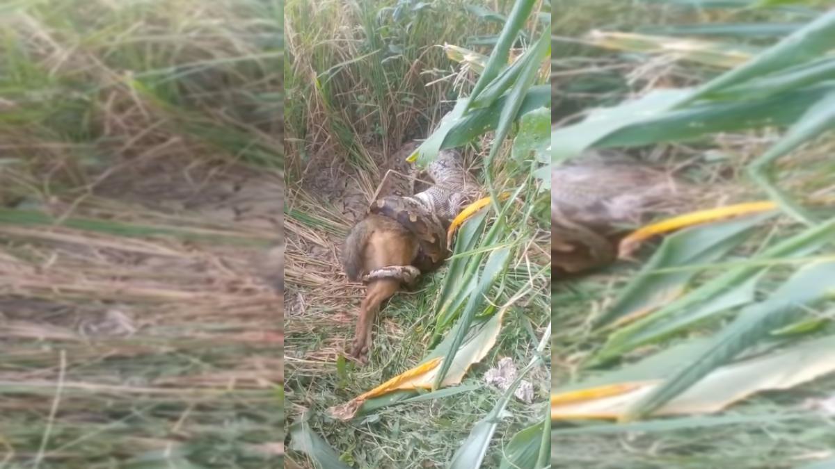 Wild Animal VIDEO: अजगर ने सियार को निगला, ग्रामीणों में मचा हड़कंप, मौके पर पहुंचे वन अधिकारी
