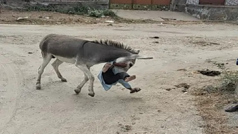 Rajasthan News: हिंसक हुए गधे ने 3 घंटे गांव में मचाया उत्पात