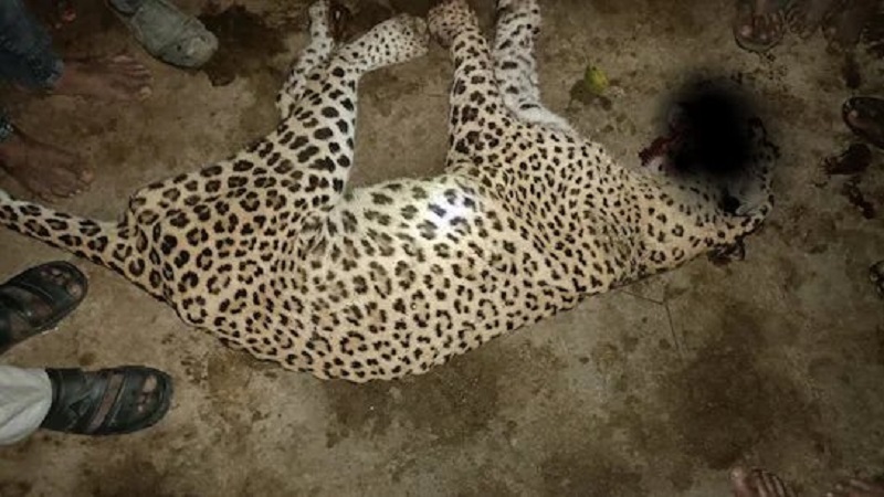 Rajasthan News: लागातर हमलों से भड़के लोगों ने पैंथर को घेर कर कुल्हाड़ी से मार डाला