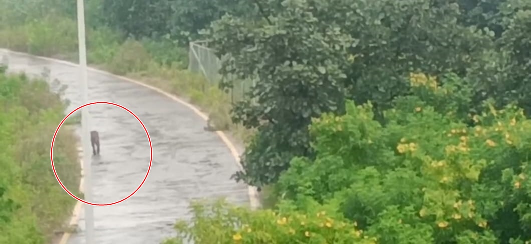 यूनिवर्सिटी कैंपस में घूमता दिखा तेंदुआ, मचा हड़कंप, वन विभाग सक्रीय, देखें Video