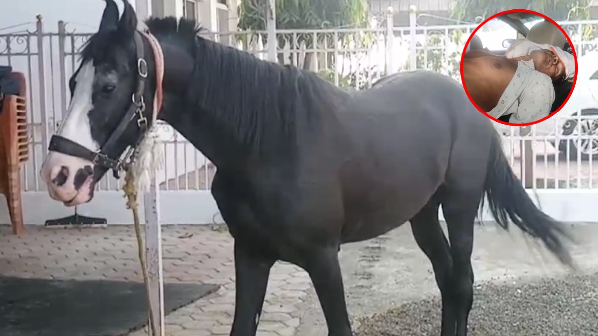 काले रंग के घोड़े ने किया ऐसा कि ट्रेनर की हो गई मौत, पढ़ें पूरी खबर