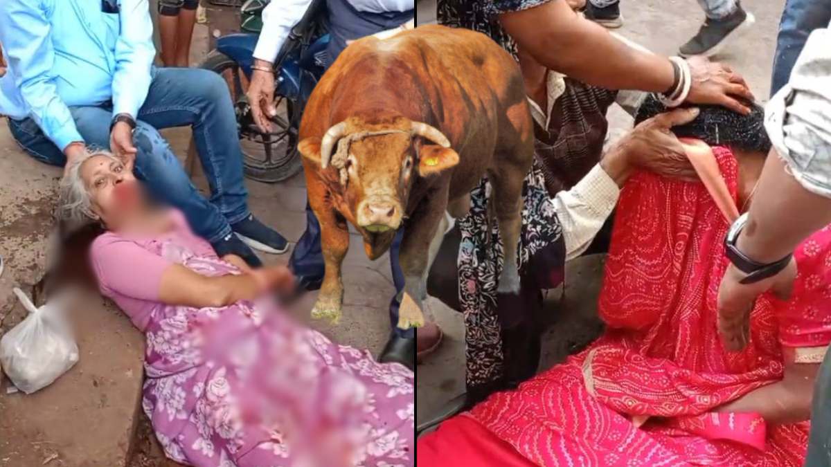ओंकारेश्वर में आवारा पशुओं का आतंक: सांड ने दो महिलाओं पर किया हमला, सिर पर लगे पांच टांके, राजस्थान से दर्शन करने आई थी