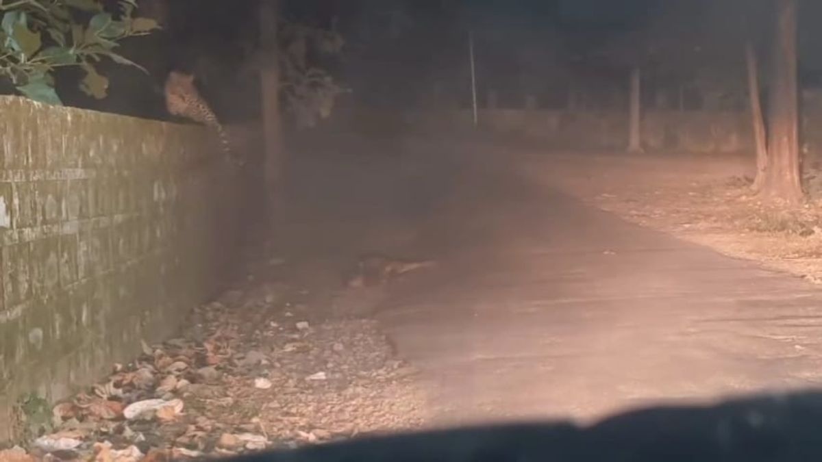वायु सेना केंद्र में तेंदुए का आतंक जारी, बछड़े को बनाया अपना शिकार, सोशल मीडिया पर VIDEO वायरल
