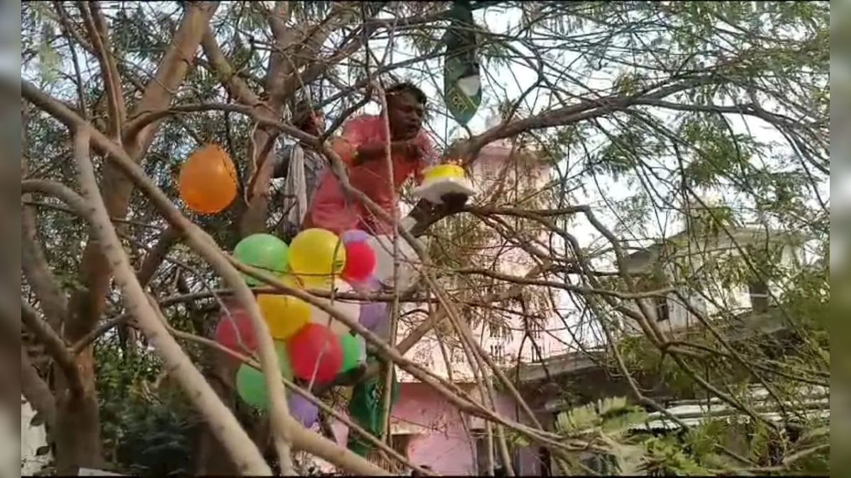 कहीं देखा है ऐसा जन्मदिन? RJD नेता ने पेड़ पर केक काटकर सेलिब्रेट किया तेजस्वी यादव का बर्थ-डे, देखें VIDEO