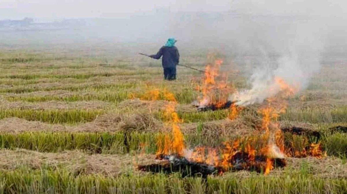 MP की पराली फैला रही दिल्ली में प्रदूषण ? मध्यप्रदेश ने पंजाब-हरियाणा को छोड़ा पीछे, श्योपुर में सबसे अधिक 489 पराली जलाने की घटनाएं