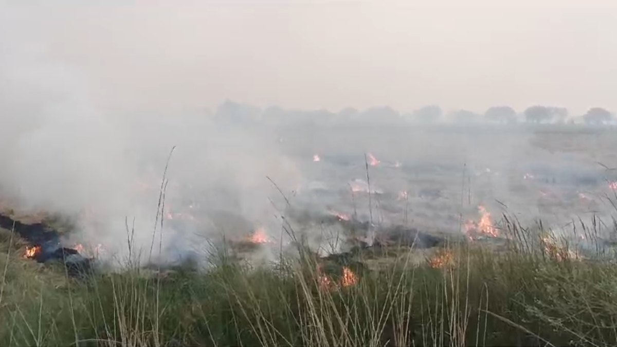 भिंड में CM के आदेश की उड़ी धज्जियां: दिन रात जलाई जा रही पराली, अधिकारी भी नहीं लगा पा रहे अंकुश