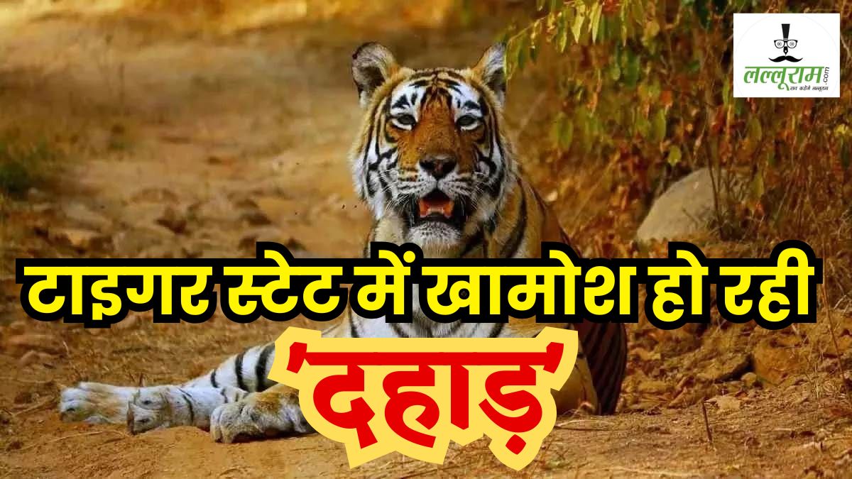 Tiger State में दम तोड़ते बाघ: मध्य प्रदेश में 355 बाघों ने तोड़ा दम, पिछले 12 सालों में सबसे ज्यादा मौत यहीं पर, NTCA की रिपोर्ट में खुलासा, दूसरे और तीसरे नंबर पर हैं ये राज्य