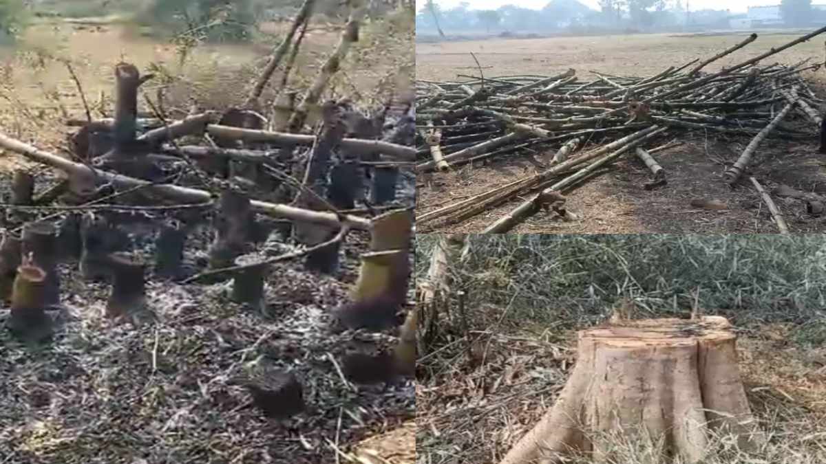 प्रशासन की नाक के नीचे पेड़ों की कटाई, मंत्री की फटकार के बाद जागा नगर परिषद