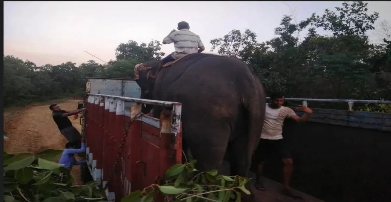 प्रशिक्षित हाथी यशोदा की ओडिशा में मौत