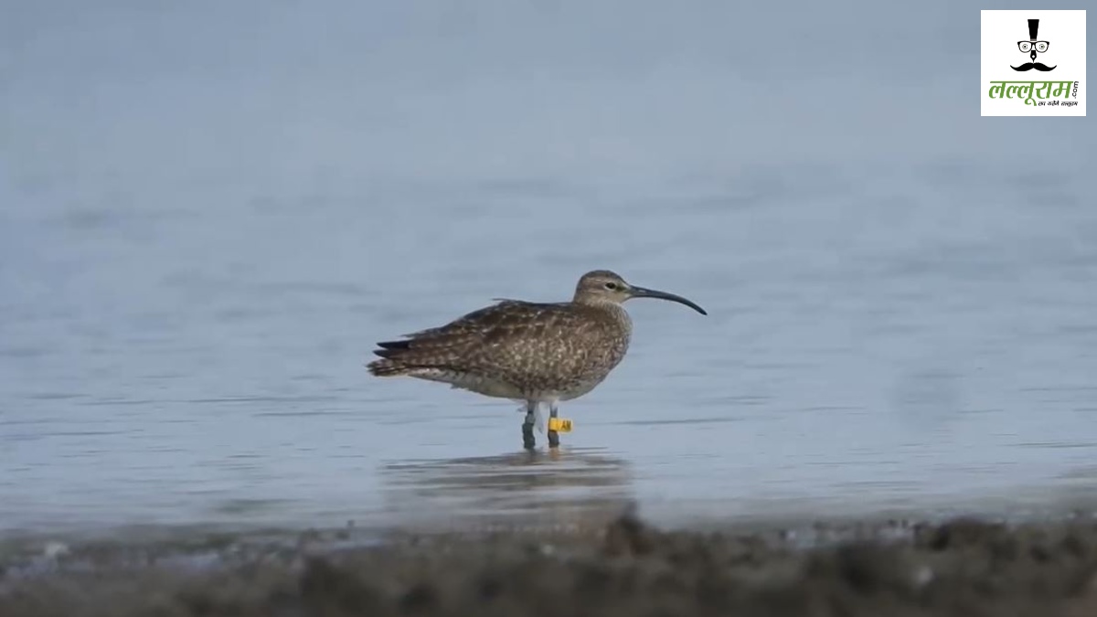 Madagascar से आया GPS टैग लगा Whimbrel… लल्लूराम ने सबसे पहले बताया… CGPSC ने पूछा सवाल