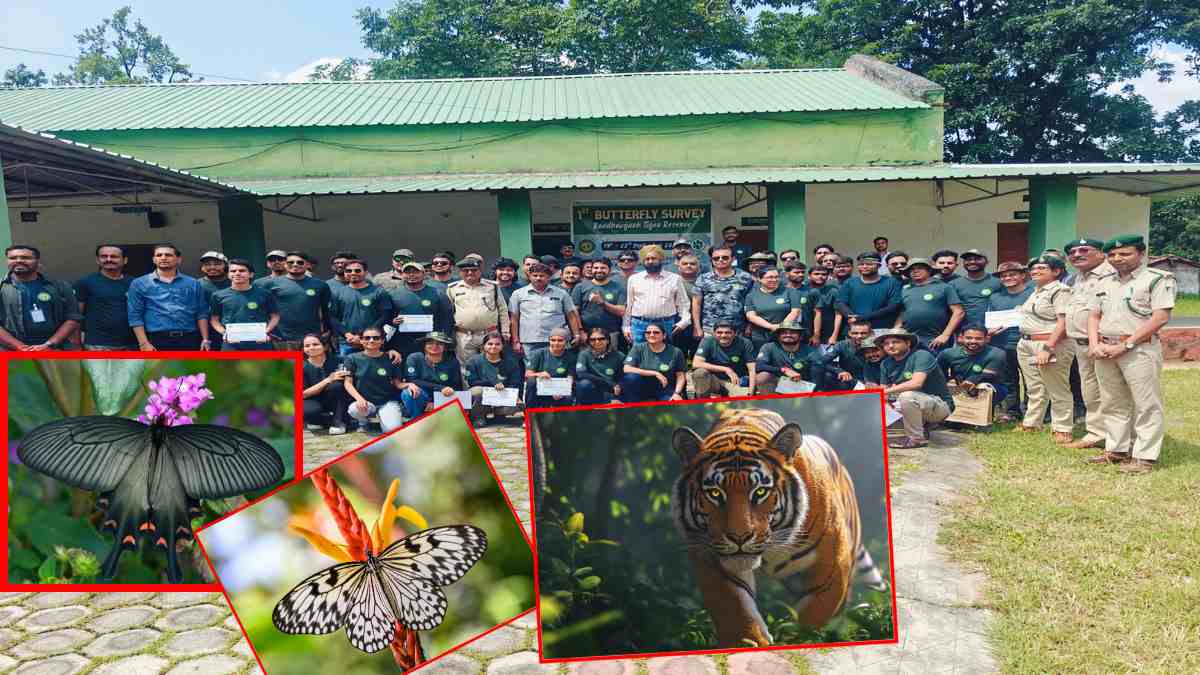 बांधवगढ़ टाइगर रिजर्व में पहली बार दो दिवसीय बटरफ्लाई सर्वेः 165 बाघ और 100 से अधिक तितलियों की दुर्लभ प्रजाति है मौजूद