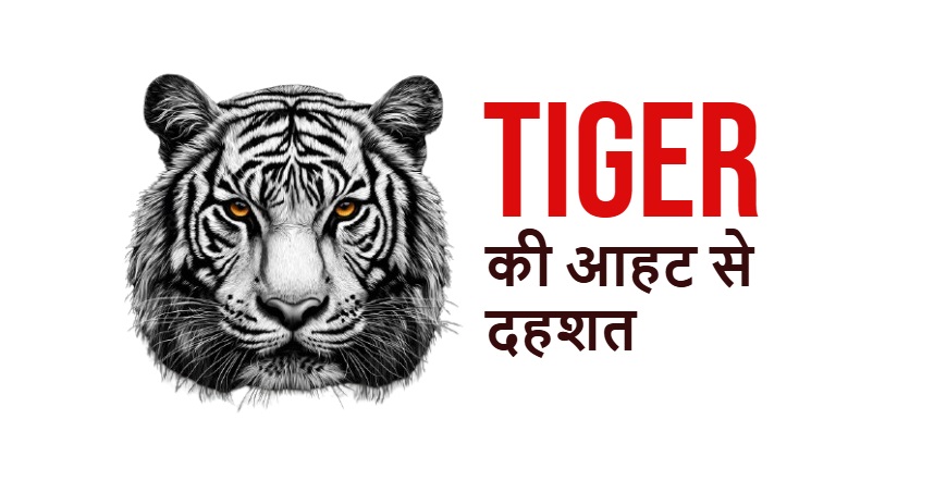 Tiger की आहट से गांव में दहशत, ग्रामीण कर रहे पहरेदारी…