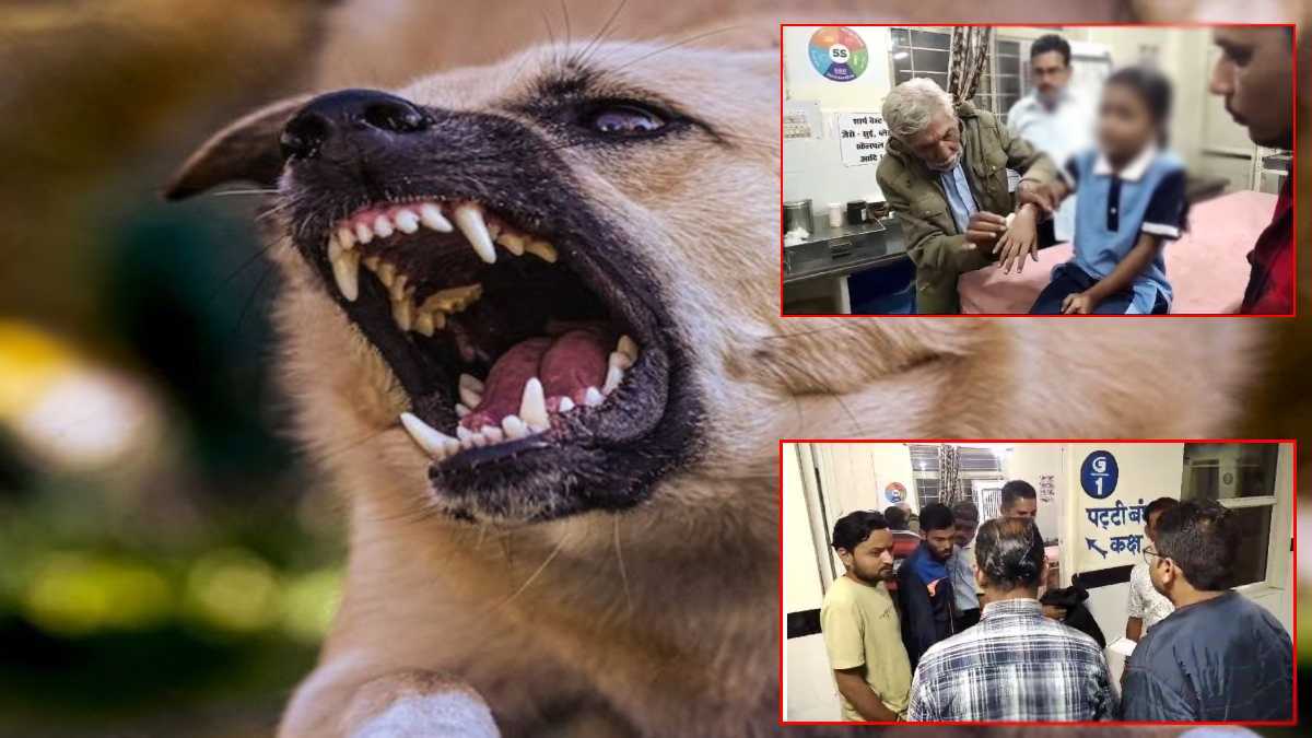 Raisen Dog Bite News: एक के बाद एक 8 लोगों को स्ट्रीट डॉग ने बनाया निशाना, अस्पताल में इलाज जारी