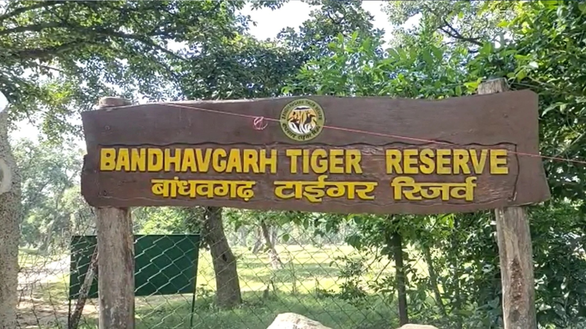 बांधवगढ़ अभयारण्य में 11 हाथियों के मौत का मामला, पूरा स्टाफ बदलने की तैयारी में वन विभाग, कवायद तेज