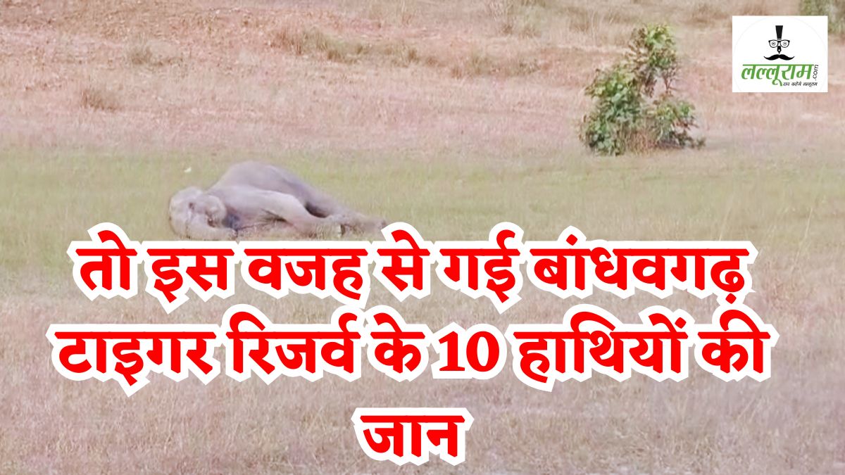 तो इस वजह से हुई थी बांधवगढ़ में 10 हाथियों की मौत: रिपोर्ट में हुआ बड़ा खुलासा, विसरा में मिला ये एसिड