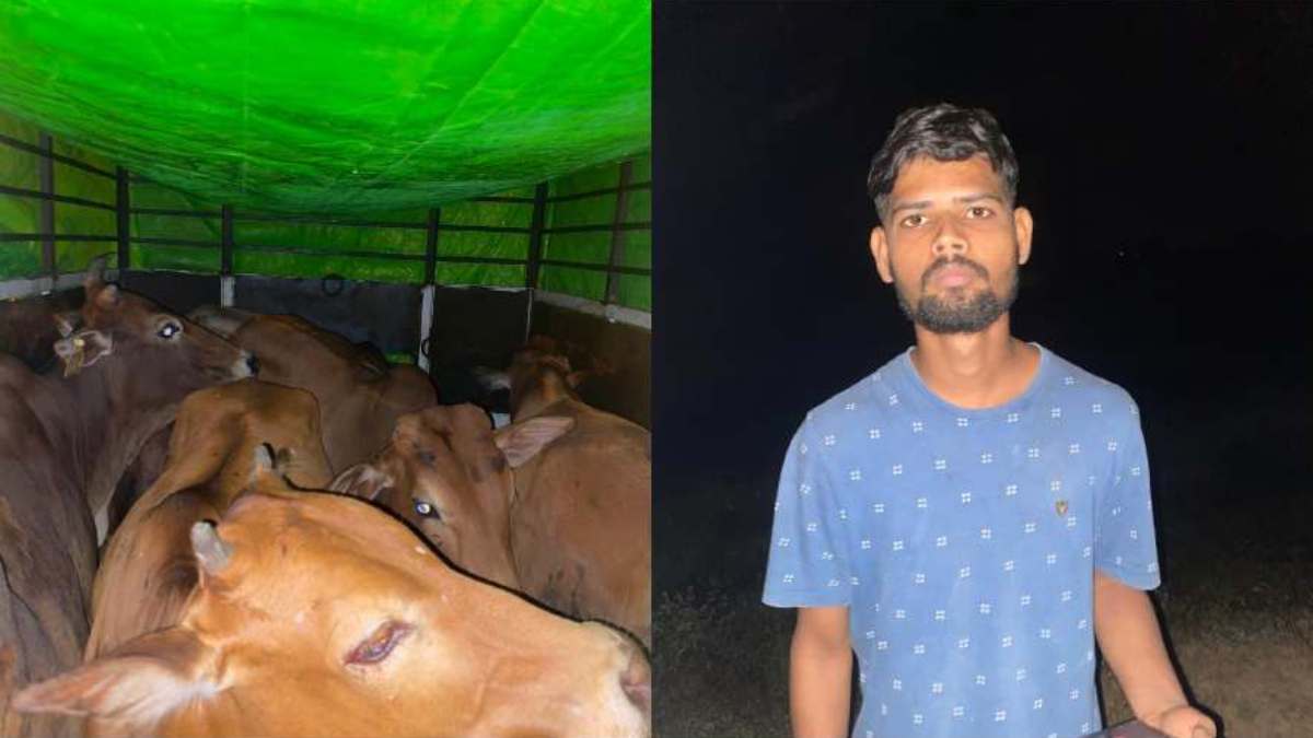 मवेशी तस्करी पर पुलिस की बड़ी कार्रवाई, पिकअप में ले जा रहे गोवंश को किया रेस्क्यू, ड्राइवर फरार