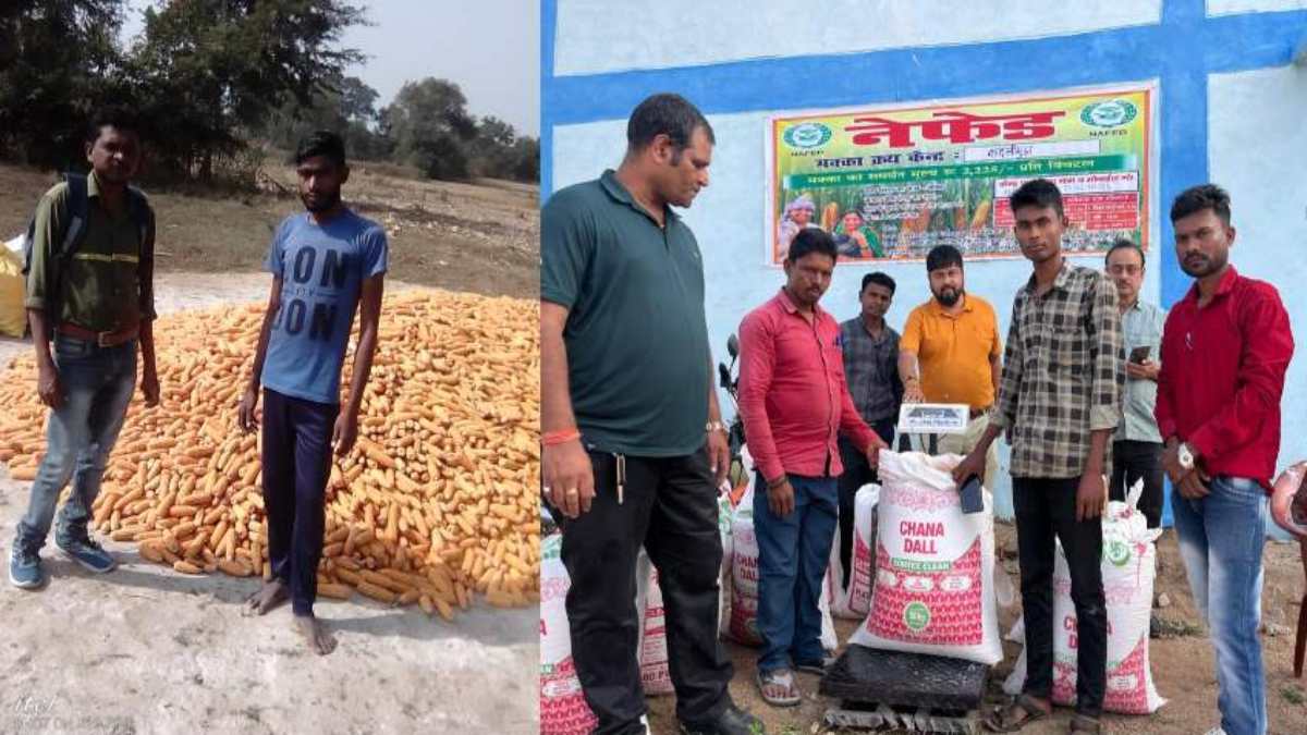 छत्तीसगढ़: मक्का खरीदी में नेफेड की एंट्री से चमका बाजार, कारोबारी अब किसानों को एमएसपी दर से ऊपर दे रहे कीमत