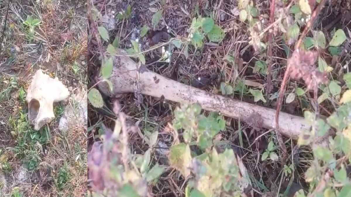 CG BREAKING: तीन नर कंकाल मिलने से इलाके में मचा हड़कंप, फोरेंसिक एक्सपर्ट के साथ मौके पर पहुंची पुलिस