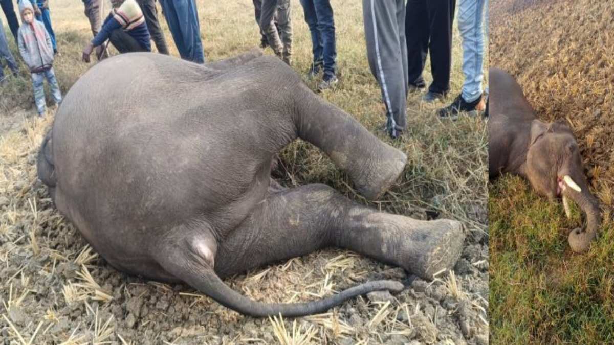 बड़ी खबरः करेंट से हाथी की मौत, बिजली तार से नर हाथी को लगा करंट, मौके पर हुई मौत