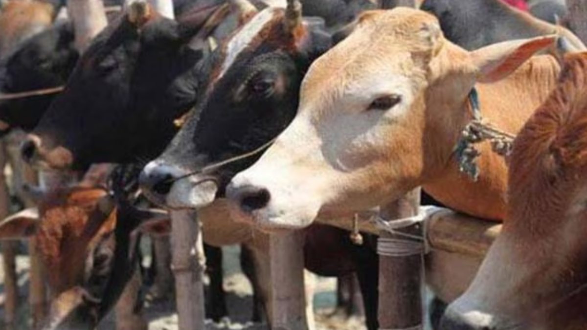 मोहन सरकार का बड़ा फैसला: अब गौ तस्करी के मामले में पशुपालन विभाग को भी शामिल करेगी पुलिस, रीति नीति से होगा निपटारा