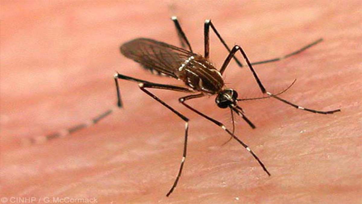 ग्वालियर में डेंगू का प्रकोप: बीते 24 घंटे में मिले 27 नए मरीज, हर दिन दो दर्जन से अधिक मामले आने से स्वास्थ्य विभाग की बढ़ी चिंता