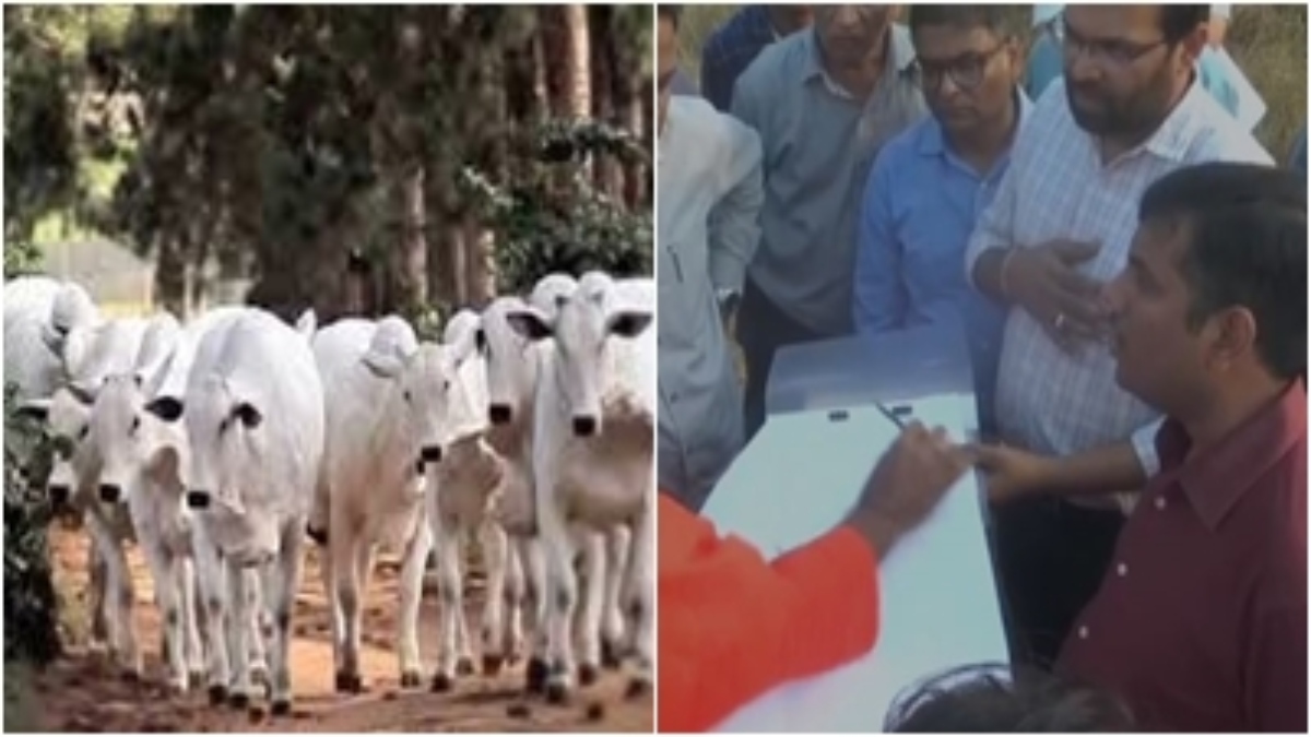 भोपाल में बन रही हाईटेक गौशाला: 10 हजार गायों को मिलेगा आश्रय, कलेक्टर ने किया निरीक्षण 